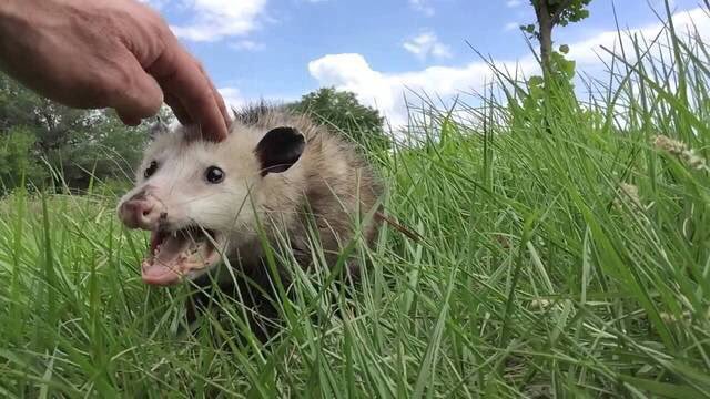 A possum in the grass is touched on the head and is making a face.