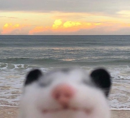 A smiling possum is out of focus in the foreground with a beach sunset in the background.