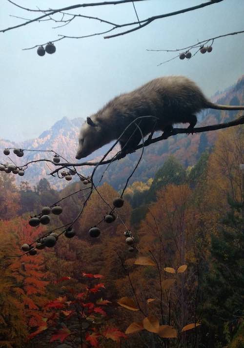 In an autumn forest, a possum daintily walks out onto the thin branch of a persimmon tree.