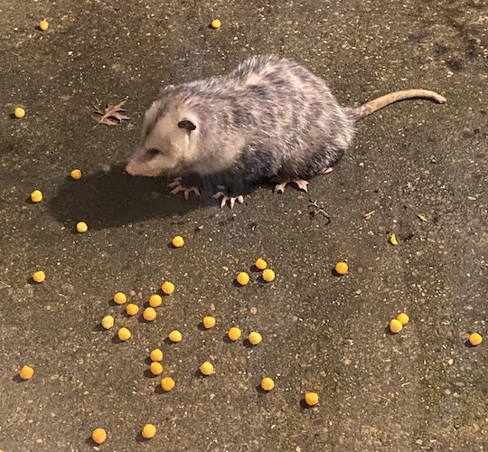 A possum sits on the ground looking wistfully at the cheese balls scattered around it.