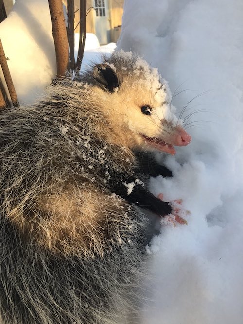 A smiley possum lies in a snow drift with a few flakes on its head.