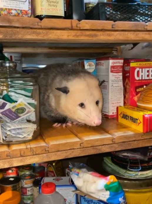 A melancholic possum sits on a shelf surrounded by snacks and pantry supplies.